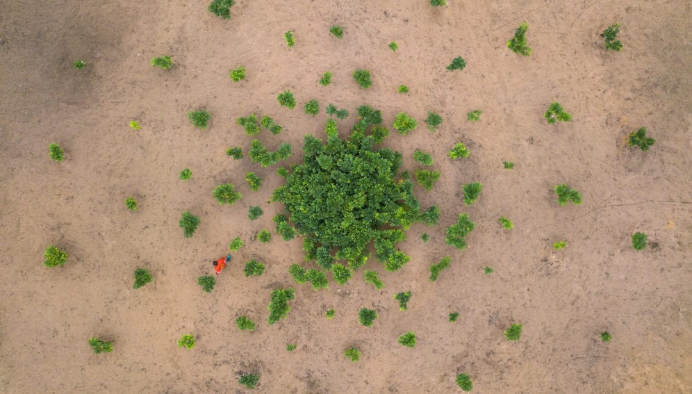 Afrormosia growing scheme