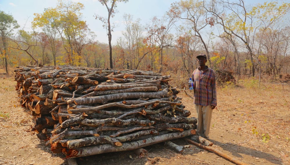 A charcoal producer, standing beside a pile of wood that ready to be burned into charcoal