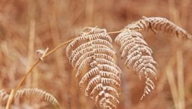 Dried, pressed plants predict climate future