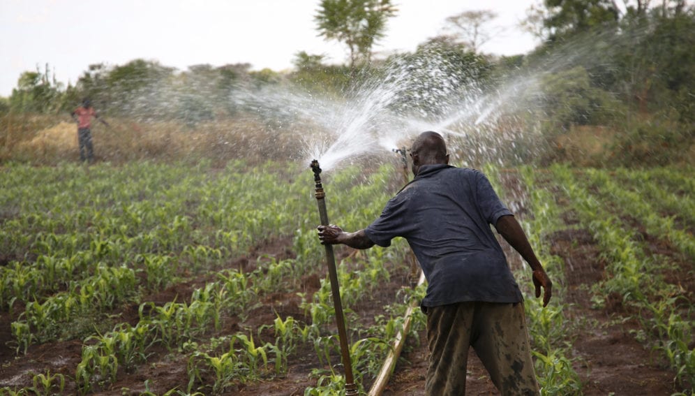 Farm worker adjusts a sprinkler irrigation pipe in a maize field