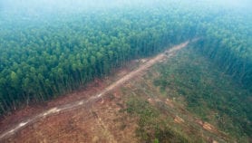 Global forest restoration hotspots identified