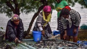 Using internet technology to improve cage fish farming