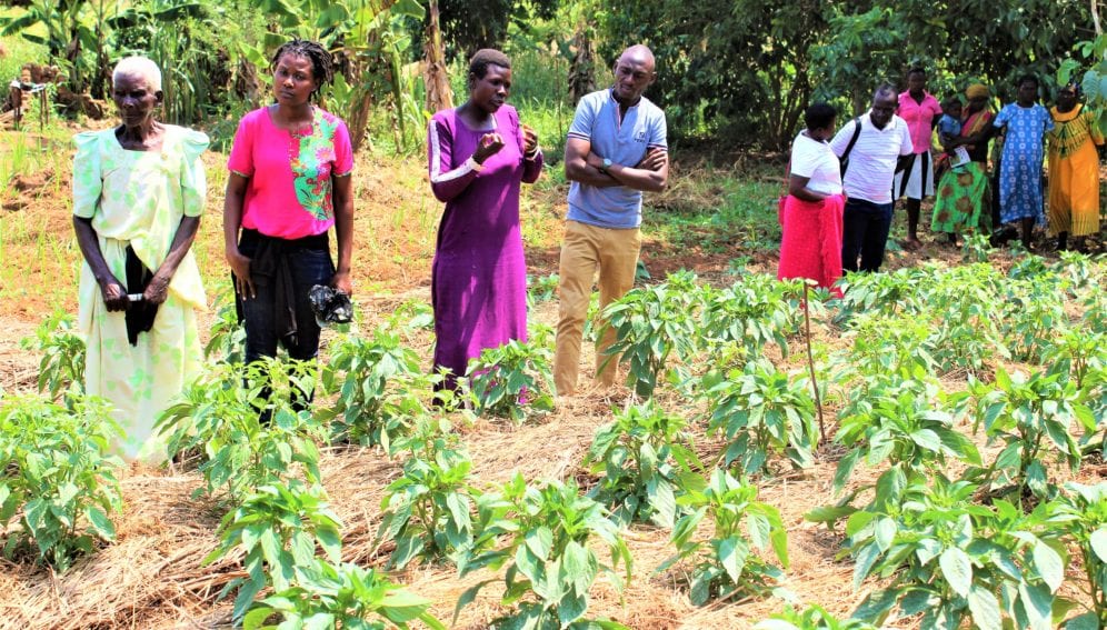 Learning to grow vegetables in Hoima