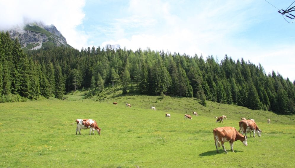livestock grazing