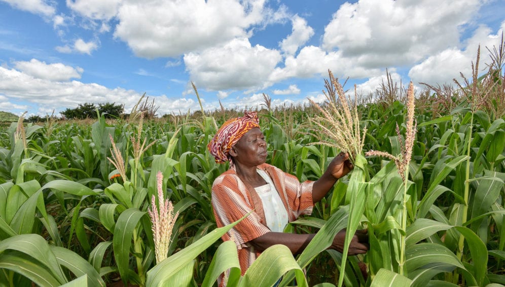Maize crops in Malawi