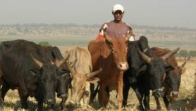 Farmer-herdsmen conflicts linked to climate change