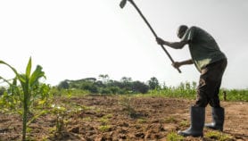 Boost smallholder phone access for better crop yields