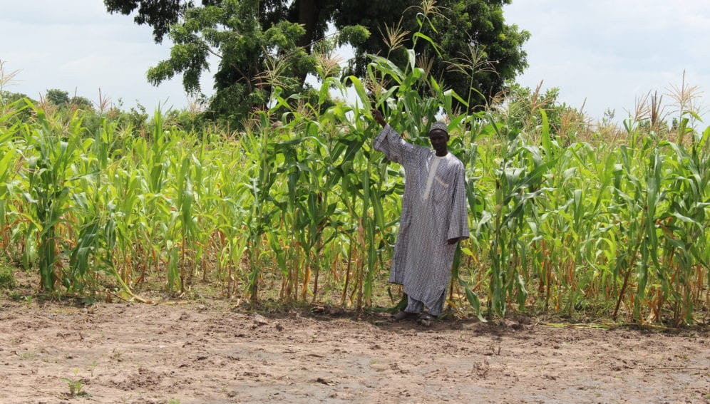 smallholder farmers cultivating maize for subsitence purposes.