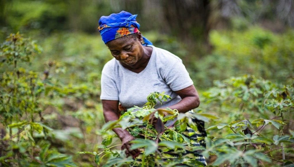 A farmer in a manioc field tending the crop