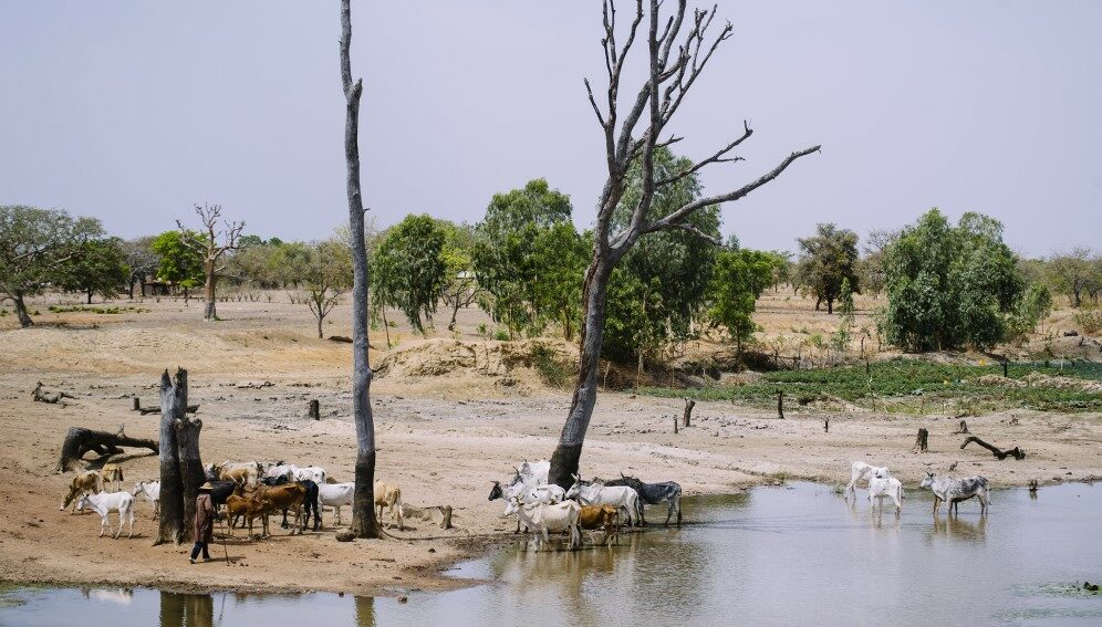 A farmer tends a small herd of cattle by a reservoir in Taré