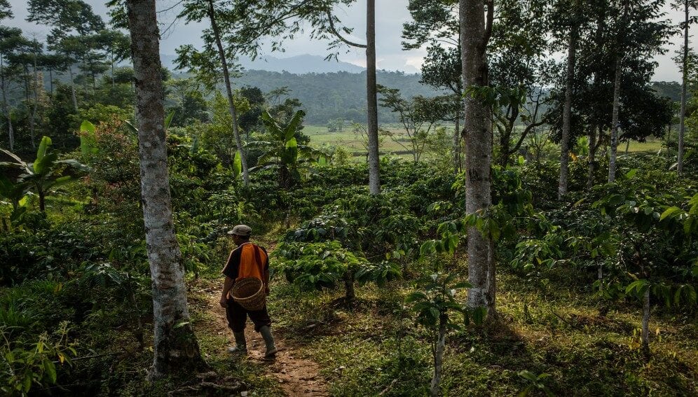 A farmer walks at coffee plantation