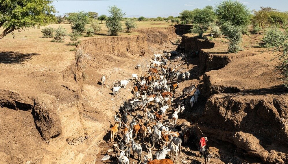 A herd of cattle searching for water in an almost-dry riverbed.