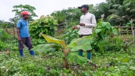 Tracking tool makes light work of banana breeding