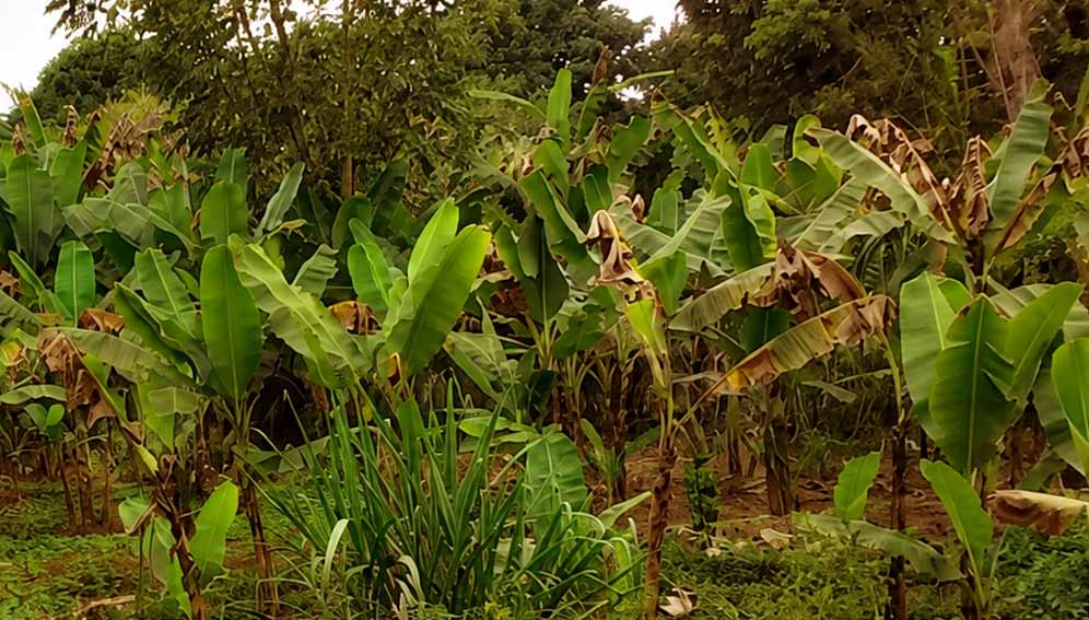 One of the farms affected by Banana Bunchy Top Virus (BBTV) in Morogoro Region, Central Tanzania.