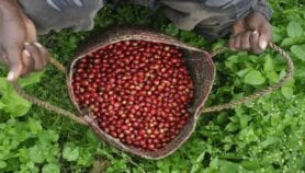 ‘Rediscovered’ coffee could boost farmers’ livelihoods