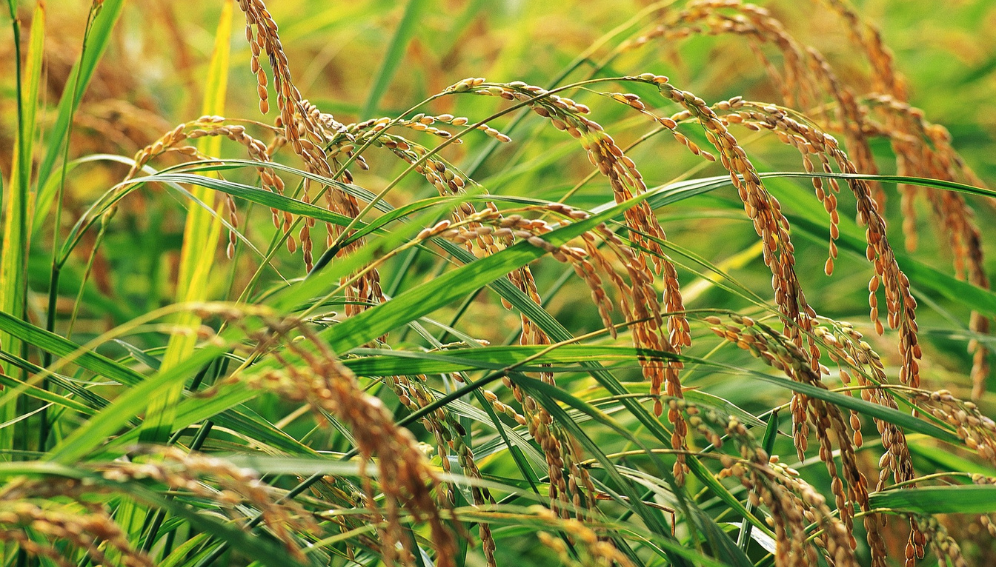 Flood resistance rice rewarding African farmers