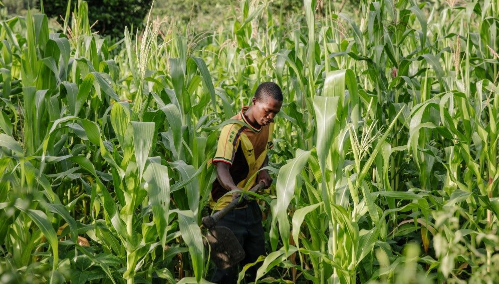 Farmer attendending to his maize plantation