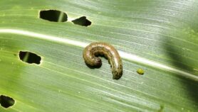 Fall armyworm campaign boosts maize yield by a third