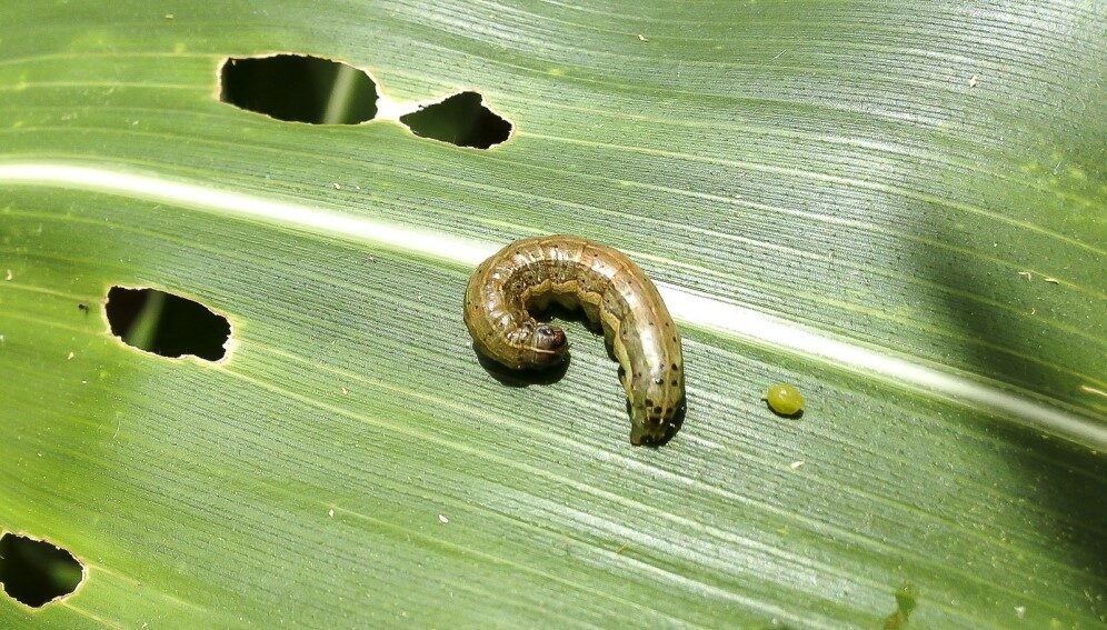 Foliar damaged by full grown larva