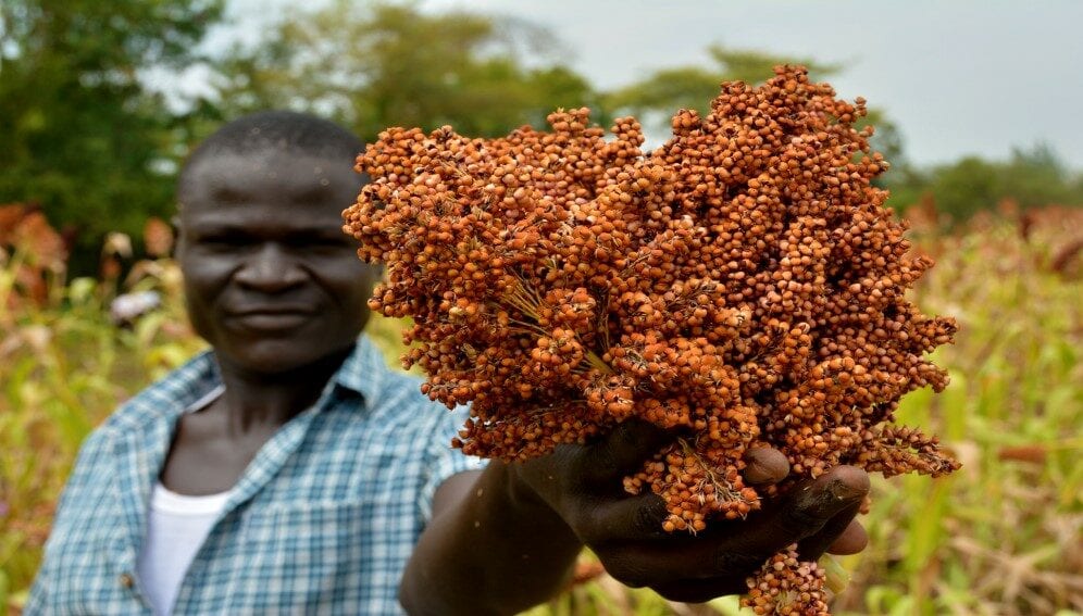 Harvesting season in Nyando