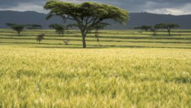 Zimbabwe boosts wheat growing amid global shortage