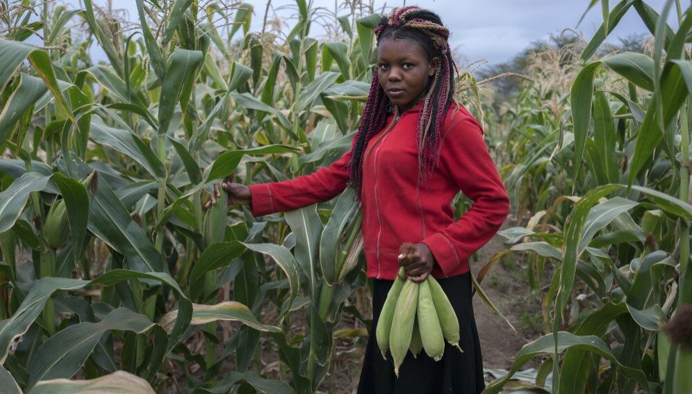 Neema Mulua harvests green maize cobs for breakfast on her family´s farm near Kiboko, Makueni