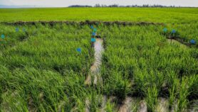 Rice farming innovations create circular economy