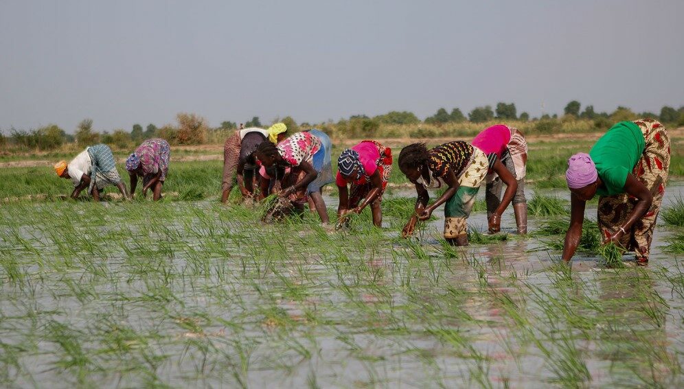 Rice production by women of the Diguifa group
