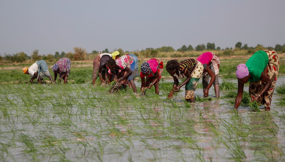African Rice Sampling Africa’s rice-farming villages more prone to malaria - Sub-Saharan Africa