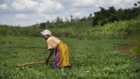 Climate-smart policies could see crop yields soar