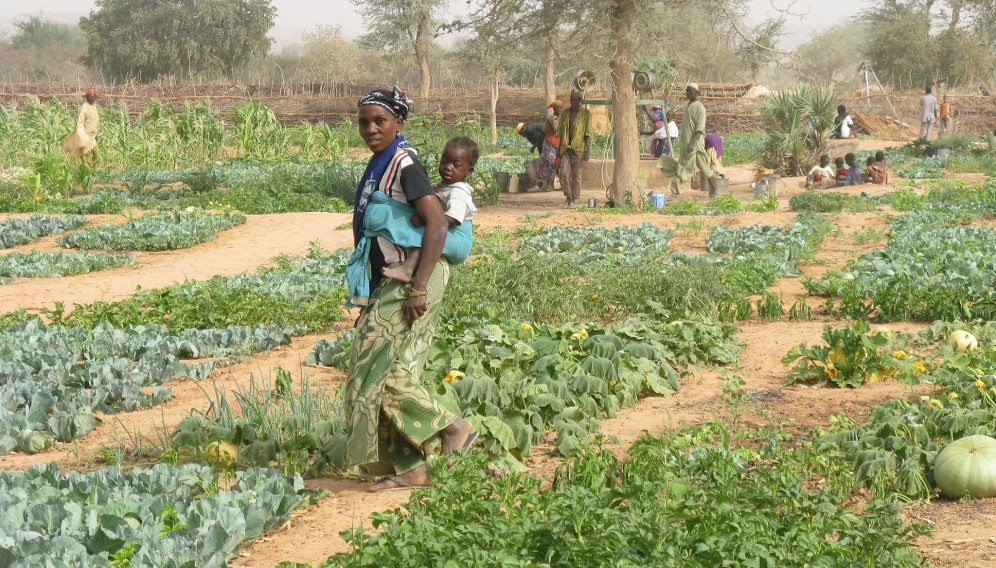Vegetable gardens in Niger