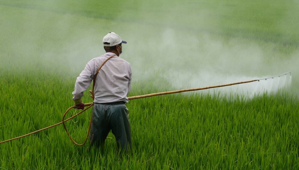 a farmer sprays his rice crop with pesticides to control a pest