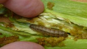 Forecasting tool finds best time to fight fall armyworm