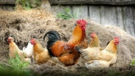 Climate-resilience of rural chicken is in the genes