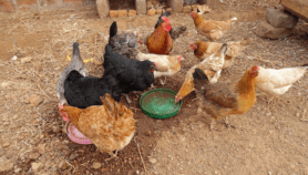 Antiretrovirals in chicken feed