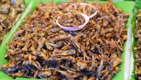 Bugs ‘next big thing’ in culinary world
