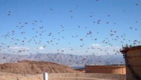 New locust swarms to attack East Africa