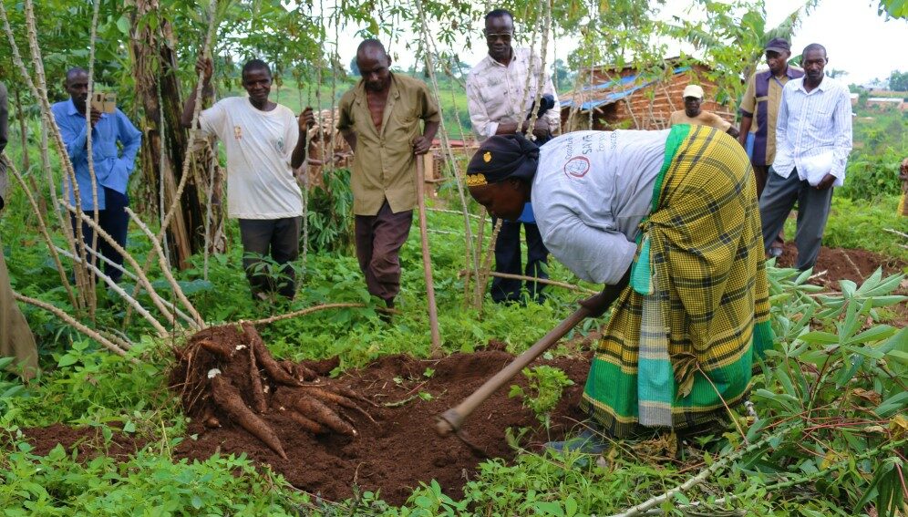 harvesting cassava