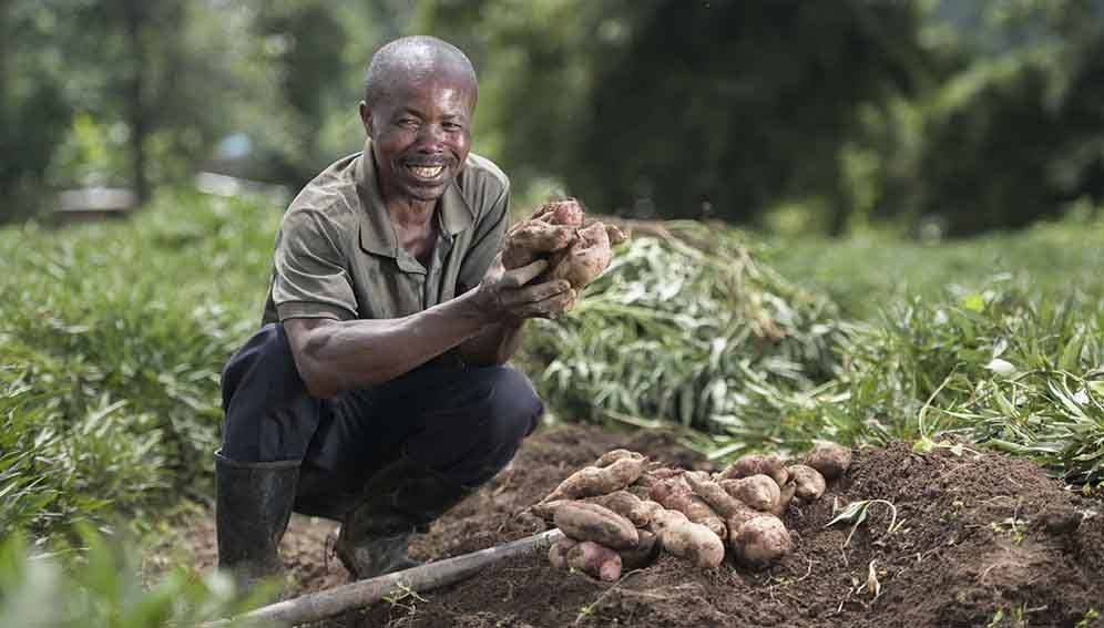 Potato farmer