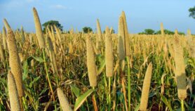 How eating millet can cut diabetes risks
