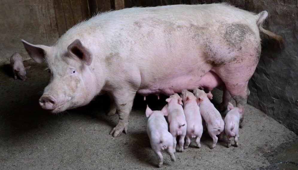 pigs