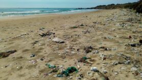 The plastic waste fuelling fungal diseases
