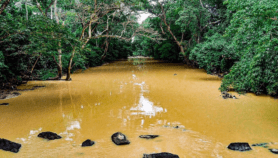 Can science heal Nigeria’s sacred Osun River?