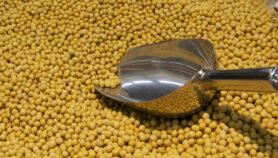 Bioengineered soybean ‘boosts yields by a third’