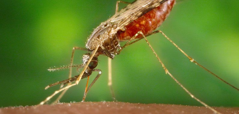 The mosquito is the worlds deadliest animal
