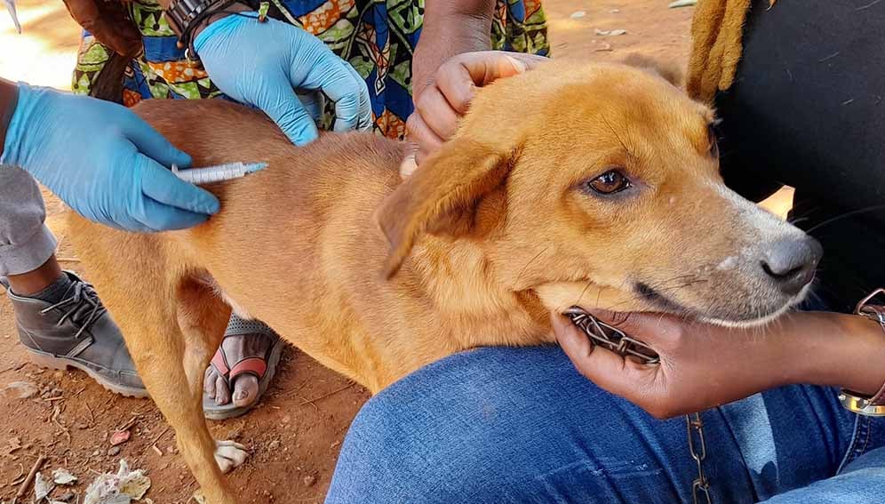 vaccntng_dog_MAIN A dog getting a rabies vaccination. Tanzania is turning to mass dog vaccination and smarter surveillance against rabies spread through dogs.