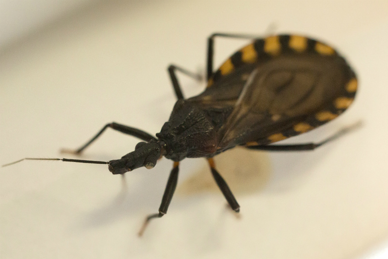 The Triatoma infestans bug, one of 120 blood-sucking species of insects that carry the Trypanosoma cruzi parasite responsible for Chagas’ disease
