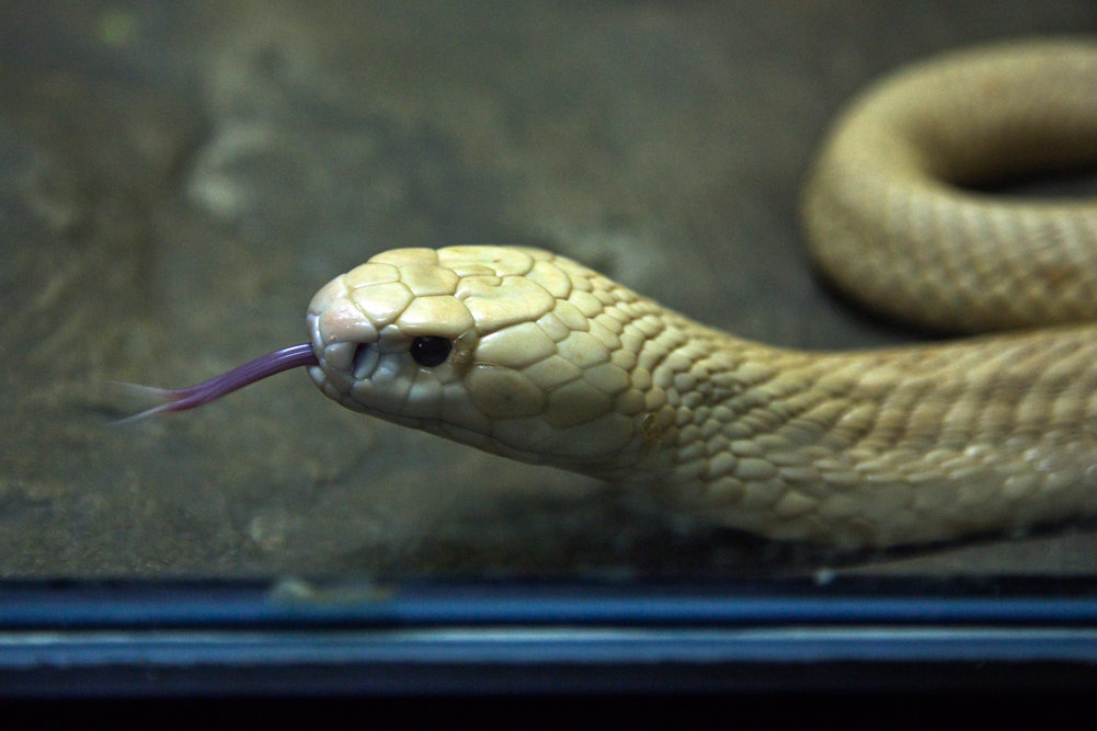 
	Albino monocellate
An albino monocellate or monocled cobra. These snakes have a powerful venom 
