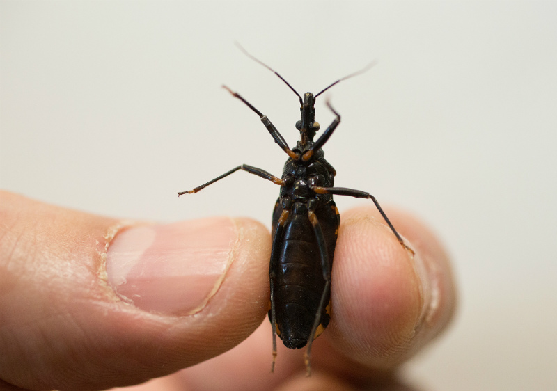 Triatoma infestans is a major cause of illness in Latin America. It almost exclusively lives in poorly constructed homes. In some areas in Brazil and Paraguay, up to 80 per cent of the bugs carry the Chagas parasite 

