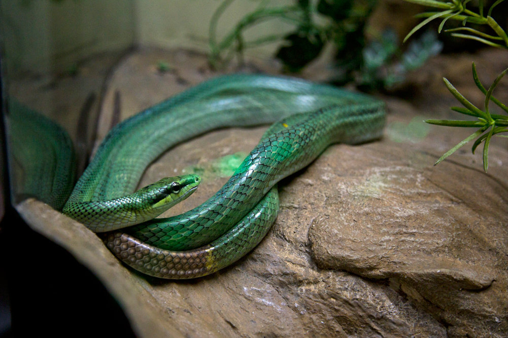 Red-tailed green rat snakes are not venomous
